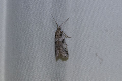 Laetilia dilatifasciella