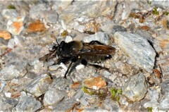 Laphria