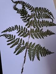 Dryopteris dilatata