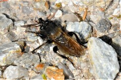 Laphria