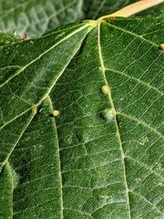 Eriophyes exilis
