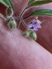 Trichostema simulatum