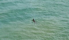 Phoca vitulina vitulina