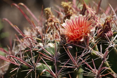 Ferocactus peninsulae