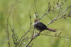 Cisticola tinniens