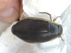 Dytiscus dimidiatus
