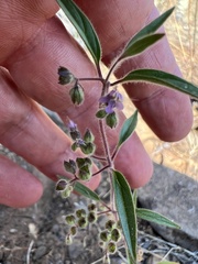 Trichostema simulatum