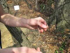 Thamnophis saurita saurita