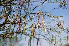 Prosopis articulata