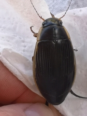 Dytiscus dimidiatus