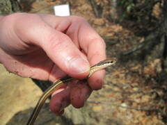 Thamnophis saurita saurita
