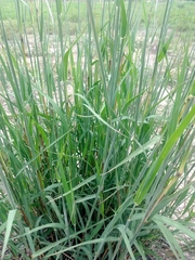 Bothriochloa longipaniculata