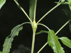 Neolasioptera perfoliata