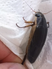 Dytiscus dimidiatus