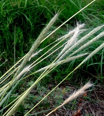 Bothriochloa longipaniculata