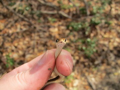 Thamnophis saurita saurita