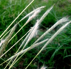 Bothriochloa longipaniculata