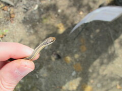 Thamnophis saurita saurita