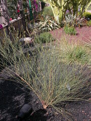 Convolvulus scoparius