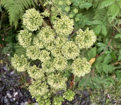 Angelica triquinata