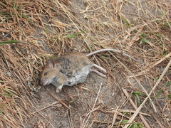 Apodemus sylvaticus