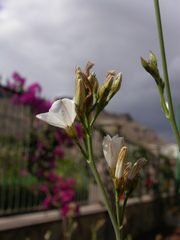 Convolvulus scoparius