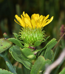 Grindelia stricta angustifolia