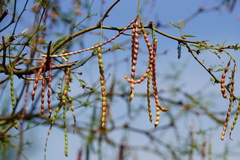 Prosopis articulata