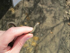 Thamnophis saurita saurita