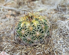 Coryphantha radians