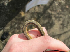 Thamnophis saurita saurita