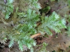 Neckera pennata image