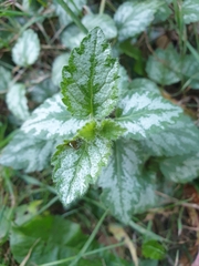 Lamium galeobdolon argentatum