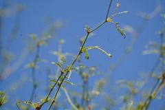 Prosopis articulata