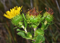 Grindelia stricta angustifolia