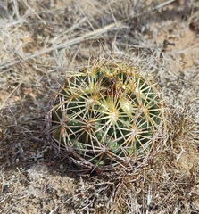 Coryphantha radians