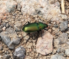 Poecilus versicolor