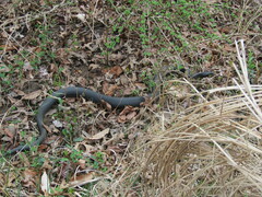 Coluber constrictor constrictor