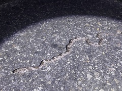 Pantherophis alleghaniensis