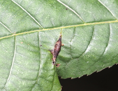 Phylloxera caryaevenae