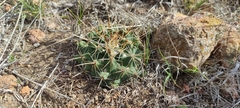 Coryphantha ottonis
