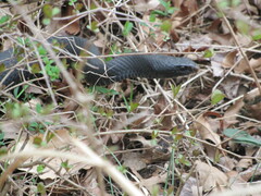 Coluber constrictor constrictor