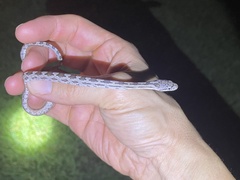 Pantherophis alleghaniensis