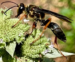 Sphex flavovestitus