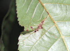 Phylloxera caryaevenae