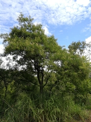 Eysenhardtia polystachya