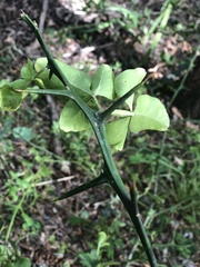 Citrus trifoliata