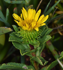 Grindelia stricta angustifolia