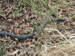 Coluber constrictor constrictor