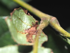 Phylloxera caryaefoliae